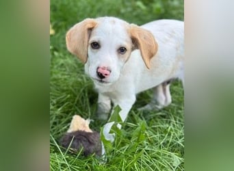 Liebenswertes Hundekind Samson