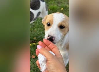 Hübsches Hundekind Marissa