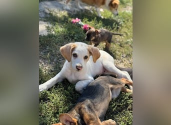 Liebenswertes Hundekind Samson