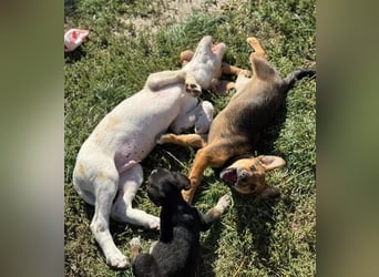 Liebenswertes Hundekind Samson