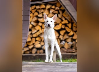 Wer nimmt Mickey in sein Leben..?!