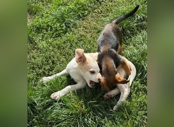 Liebenswertes Hundekind Samson