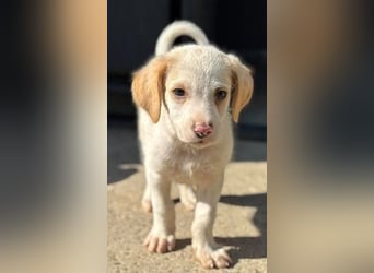 Liebenswertes Hundekind Samson