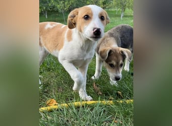 Hübsches Hundekind Marissa