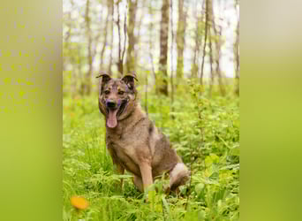 Hübscher Mickey braucht liebe