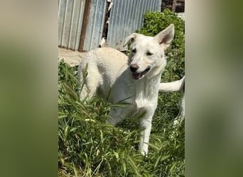 Hübsche Junghündin Claire sucht liebevolles Zuhause