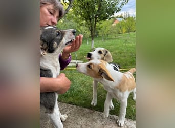 Hundekind Mariella hofft auf einen Neustart