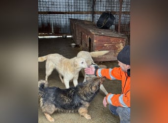 Hübsche Junghündin Claire sucht liebevolles Zuhause