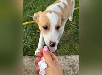 Hübsches Hundekind Marissa