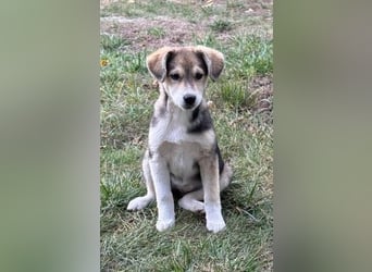 Hundekind Minga - sucht Zuhause