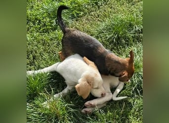 Liebenswertes Hundekind Samson