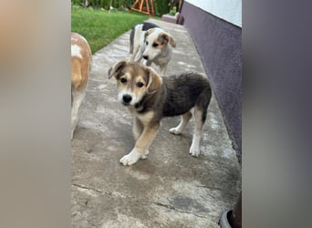 Hundekind Mariella hofft auf einen Neustart