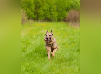 Hübscher Mickey braucht liebe