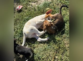 Liebenswertes Hundekind Samson