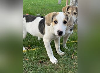 Hundekind Mariella hofft auf einen Neustart