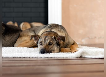 Hübscher Mickey braucht liebe