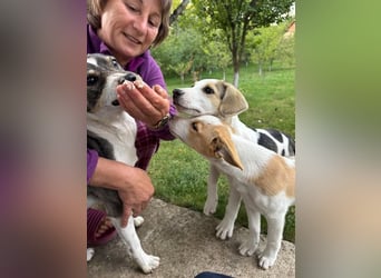 Hundekind Mariella hofft auf einen Neustart