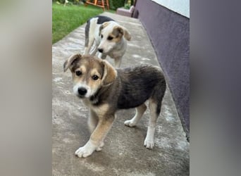 Hundekind Minga - sucht Zuhause
