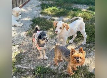 Liebenswertes Hundekind Samson