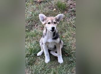 Hundekind Minga - sucht Zuhause