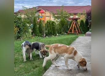 Hübsches Hundekind Marissa