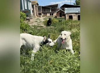 Hübsche Junghündin Claire sucht liebevolles Zuhause