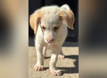 Liebenswertes Hundekind Samson