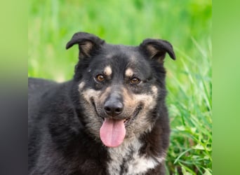 Sensible Mukha sucht verständnisvolle Menschen