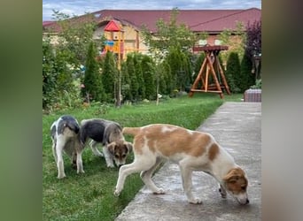 Hundekind Minga - sucht Zuhause