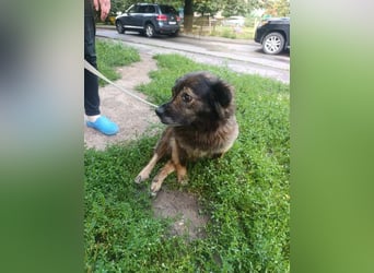 Rosa in NOT - sucht dringend Pflegeplatz im Raum Berlin