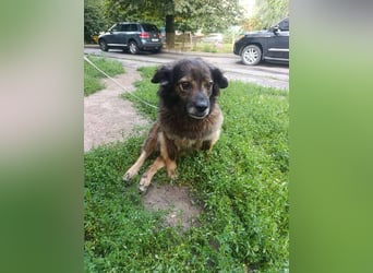 Rosa in NOT - sucht dringend Pflegeplatz im Raum Berlin