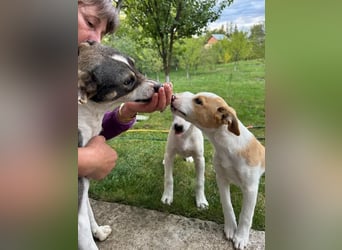 Hübsches Hundekind Marissa