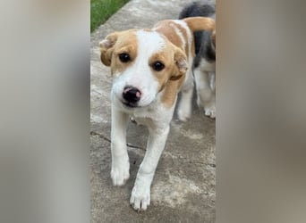 Hübsches Hundekind Marissa