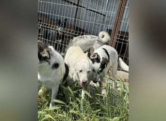 Hübsche Junghündin Claire sucht liebevolles Zuhause