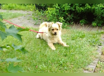 Devi sucht ein Zuhause