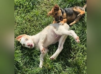 Liebenswertes Hundekind Samson