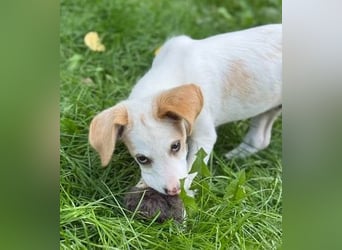 Liebenswertes Hundekind Samson