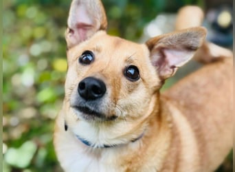 Zuko, kleines Herz auf vier Pfoten