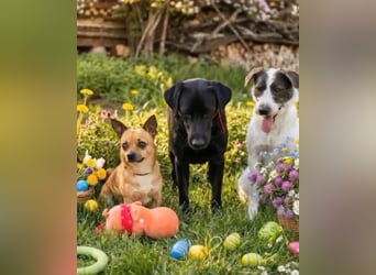 Zuko, kleines Herz auf vier Pfoten