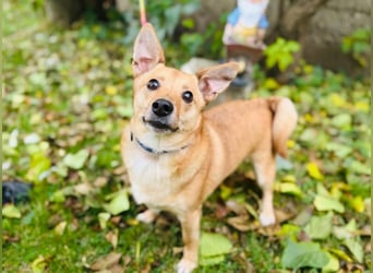 Zuko, kleines Herz auf vier Pfoten