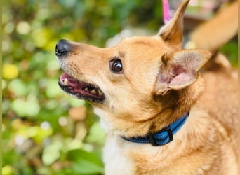 Zuko, kleines Herz auf vier Pfoten