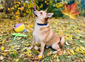 Zuko, kleines Herz auf vier Pfoten