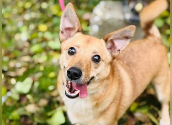 Zuko, kleines Herz auf vier Pfoten