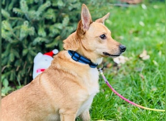 Zuko, kleines Herz auf vier Pfoten