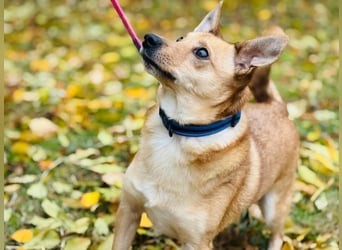 Zuko, kleines Herz auf vier Pfoten