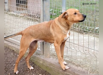 Bibu hatte bisher  ein Leben an kurzer Kette, jetzt soll sie es besser haben !