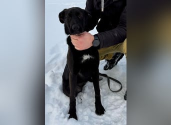 Junges Energiebündel Cinka sich Menschen, die ihr Beschäftigung. bieten !