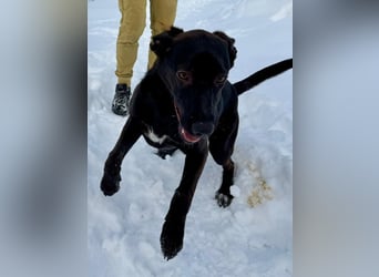 Junges Energiebündel Cinka sich Menschen, die ihr Beschäftigung. bieten !