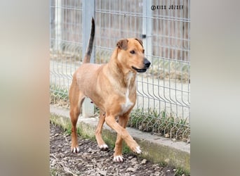 Bibu hatte bisher  ein Leben an kurzer Kette, jetzt soll sie es besser haben !