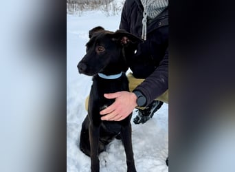 Junges Energiebündel Cinka sich Menschen, die ihr Beschäftigung. bieten !